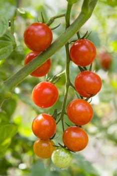 Cherry tomato, plant and fruit close up.