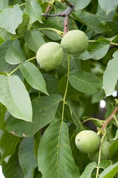 Unripe green walnut, tree and fruits, close up image.