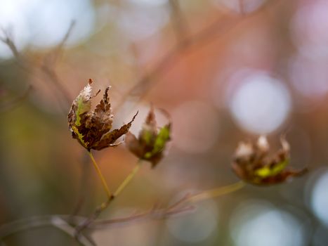 close up of autumn foliage