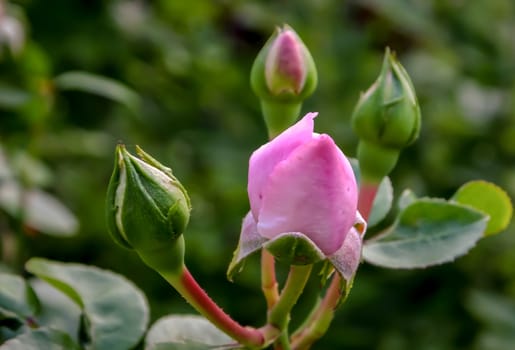 Spring bloom pink rosebuds in the sun
