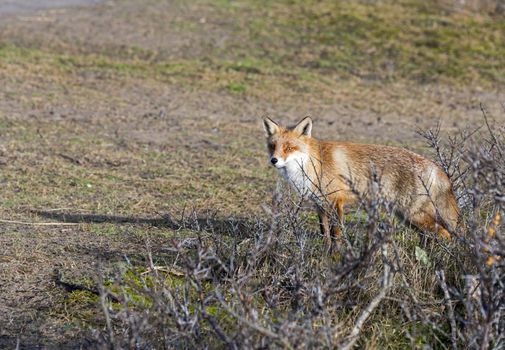 wild red fox looking in camera on sunny day in holland amsterdam waterleding duingebied nature area