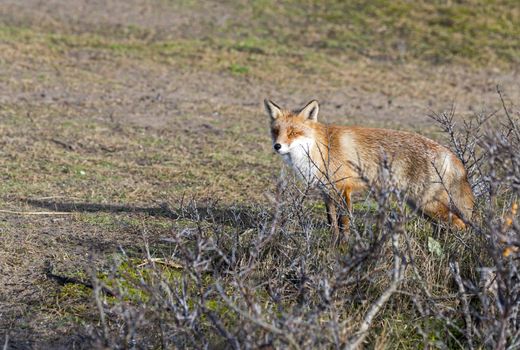 wild red fox looking in camera on sunny day in holland amsterdam waterleding duingebied nature area