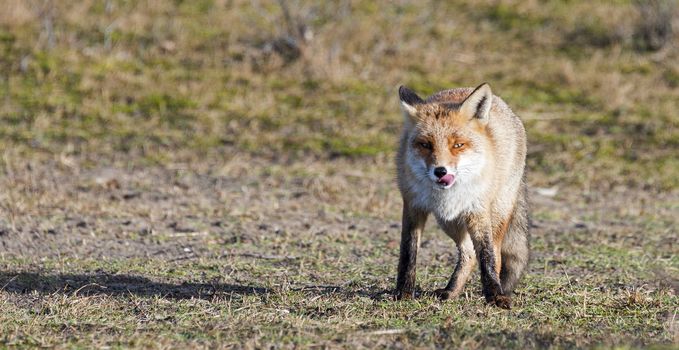wild red fox looking in camera on sunny day in holland amsterdam waterleding duingebied nature area