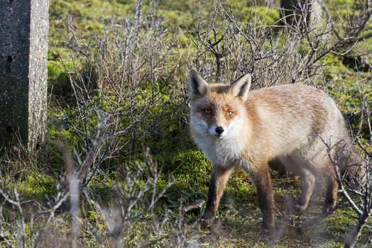 wild red fox looking in camera on sunny day in holland amsterdam waterleding duingebied nature area