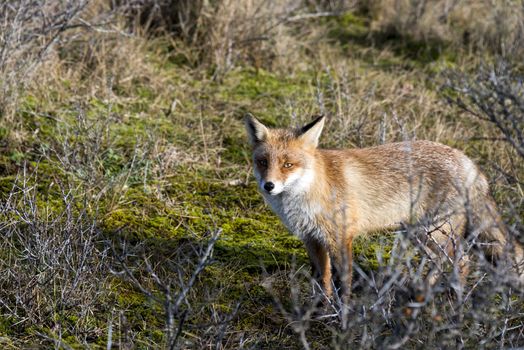wild red fox looking in camera on sunny day in holland amsterdam waterleding duingebied nature area