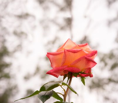 rose flower background with neutral copy space suitable for sympathy, condolences, funeral or mourning or sad greeting card 