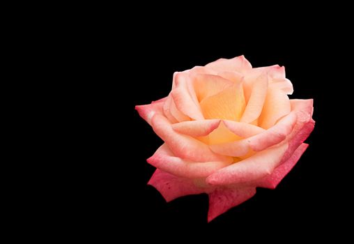 beautiful Rose flower symbol of love isolated on black background with copy space for greeting or condolences card