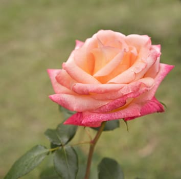 Beautiful rose flower blossom growing in garden close up