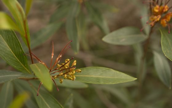 Australian flower Grevillea cats paw floral background 