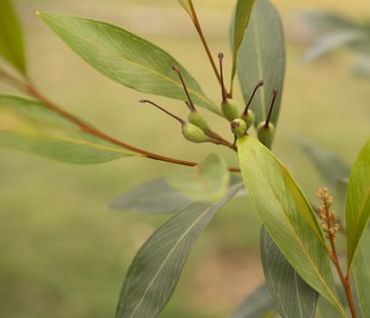 Australian Grevillea orange marmalade with green seed pods and foliage growing live in garden