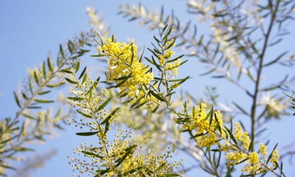 Australian wattle background, Winter and spring yellow wildflowers, Acacia fimbriata commonly known as the Fringed Wattle or Brisbane Golden Wattle 