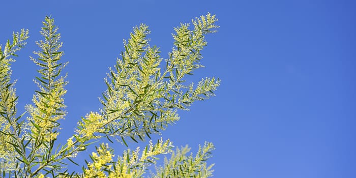 Bright Australian spring background with Acacia fimbriata, Golden Wattle, yellow fluffy flowers in bloom against blue sky