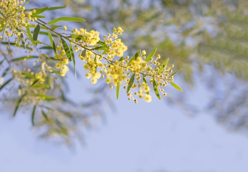 Australia Winter and spring yellow wildflowers Acacia fimbriata commonly known as the Fringed Wattle or Brisbane Golden Wattle 