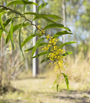 Sunlit australian zigzag wattle flowers Acacia macradenia in bush scene flowering in winter