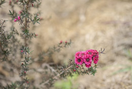 Leptospermum scoparium Burgundy, red small Australian native wild flowers flowering in winter 