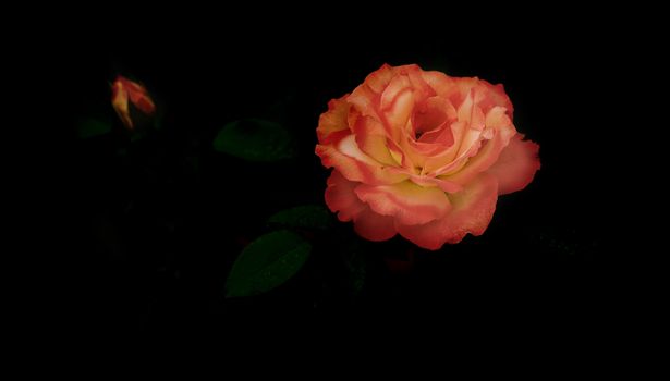 panorama of beautiful Rose flower symbol of love on dark black background with copy space for greeting or condolences card
