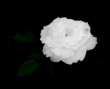 Close up of white rose flower on dark, almost black, background for sympathy card, mourning, condolences or sadness template