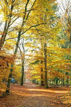 Fall in forest in the Netherlands