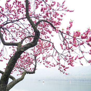 Beautiful pink peach blossom flower tree along the Xihu lake at Hangzhou city in China