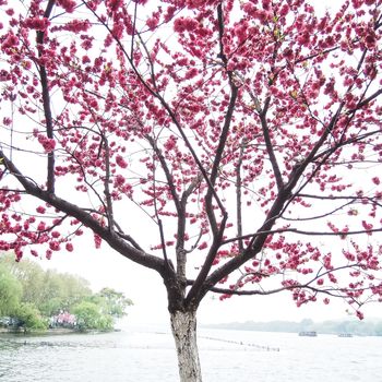 Beautiful pink peach blossom flower tree along the Xihu lake at Hangzhou city in China