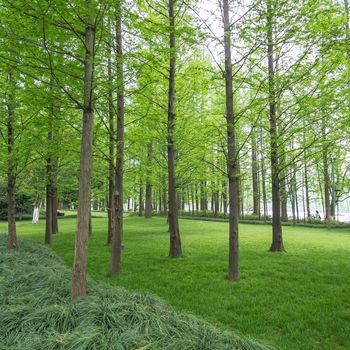 group of solid old pine trees in a green lawn,  grassy field of the park along Xihu lake at Hangzhou city in China