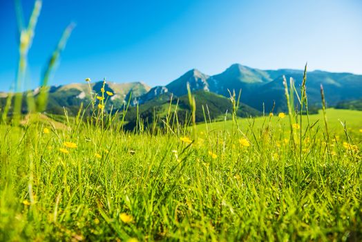 Mountains Summer Meadow. Sunny Grassy Field with Yellow Wildflowers. 