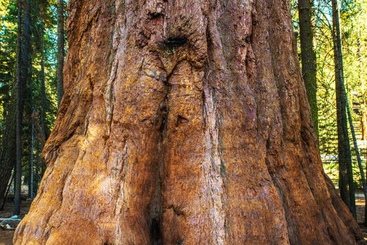Giant Sequoia Bark Closeup. California Sequoia National Park.