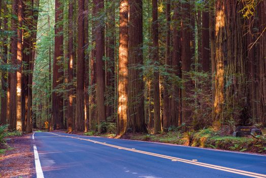 Redwood Forest Highway. Avenue of the Giants in Northern California, United States.