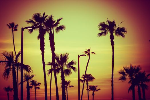 California Palms and Street Lighting at Sunset. Urban Palms Backdrop.