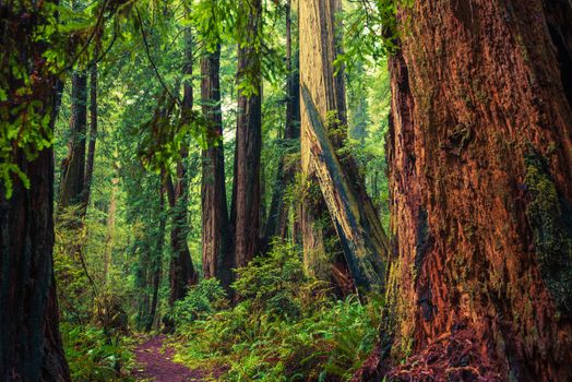 California Redwood Trail. Deep Redwood Forest Wilderness.