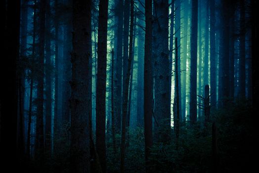 Dark, Foggy and Creepy Forest in Dark Blue Color Grading. Forest Backdrop.
