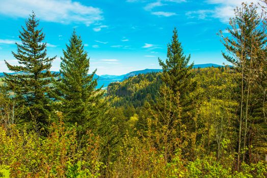 Green Oregon Landscape. Columbia River Gorge Vista. Oregon, United States.