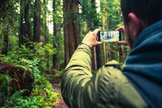 Taking Pictures Using Mobile Phone. Mobile Photography. Tourist Taking Picture of the Redwood Forest in Northern California, United States.