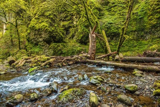 Mossy Oregon Creek. Columbia River Gorge Mossy Scenic Landscape
