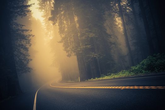Foggy Forest Road. Redwood Highway, California, United States.