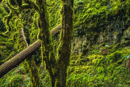 Mossy Oregon Forest. Columbia River Gorge Area. Mossy Nature.
