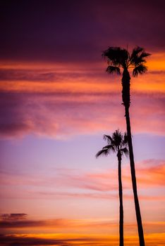 Palm Beach Sunset. Scenic Sunset with Palm Vertical Photo Background.