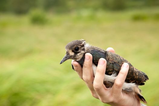 the girl holds in hand a bird a lapwing