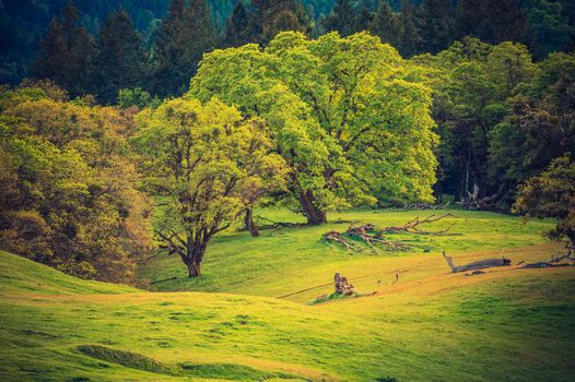 On the Forest Edge. North California Mendocino National Forest Landscape.