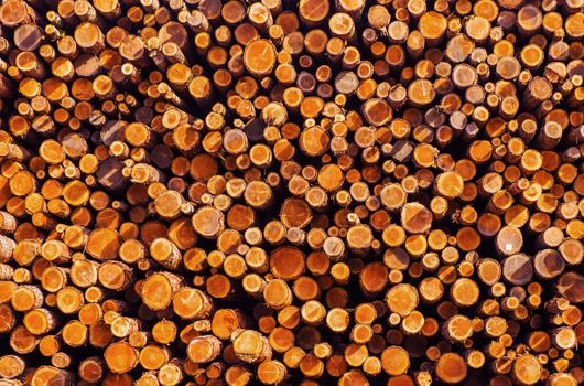 Pile of Lumber. Timber Industry Photo Background. Wooden Logs Pile.