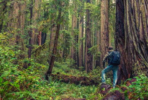 Redwood Hiking. Men with Backpack Surrounded By Redwood Forest. California, United States.