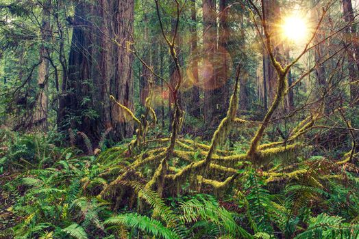 Redwood Scenic Rainforest of American Northwest. Mossy Forest Landscape. North California, United States