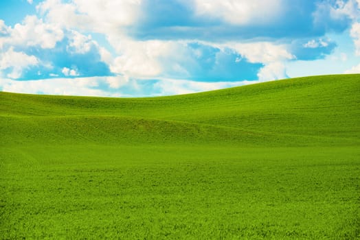 Scenic Summer Landscape. Summer Green Field Scenery. 