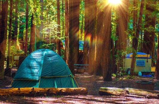 Tent Camping in the Redwood National Park in California, United States. Forest Camping.