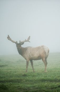 California Mule Deer in Fog. Foggy Meadow of the Point Reyes National Seashore