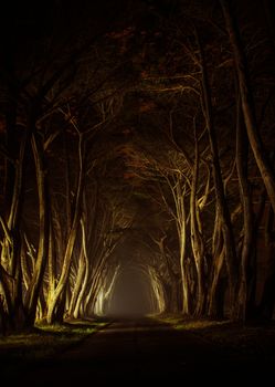 Mysterious Park Alley at Night Artificially Illuminated. Old Scenic Park Alley in California, United States. Beauty of the Nature. Old Park Road.