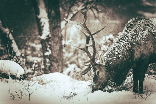 Lonely Elk in Winter. Colorado Elk Closeup. North American Wildlife. Dark Sepia Color Grading