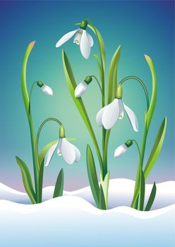 Snowdrop Flowers Art Illustration. Spring Flowers.