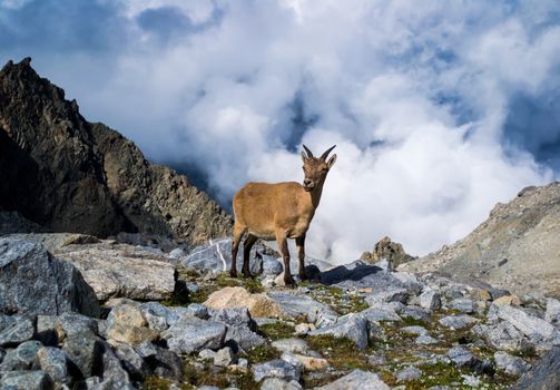 Wild Caucasian mountain stone goat. Standing on the highland. Clouds behind him. Background blurred. Focus on the center