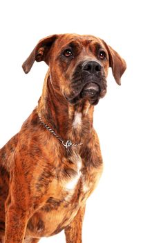 Boxer dog in front of white background